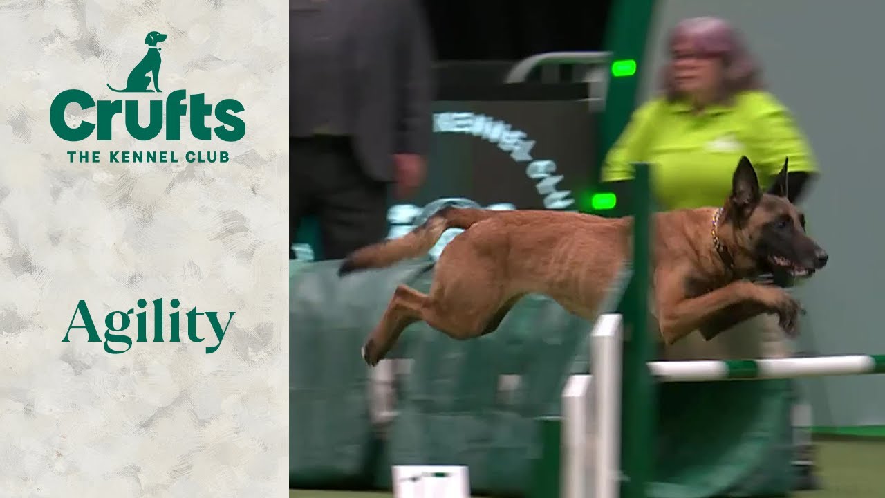 Agility - Championship - Intermediate/Large Part 1 (Jumping) | Crufts 2024