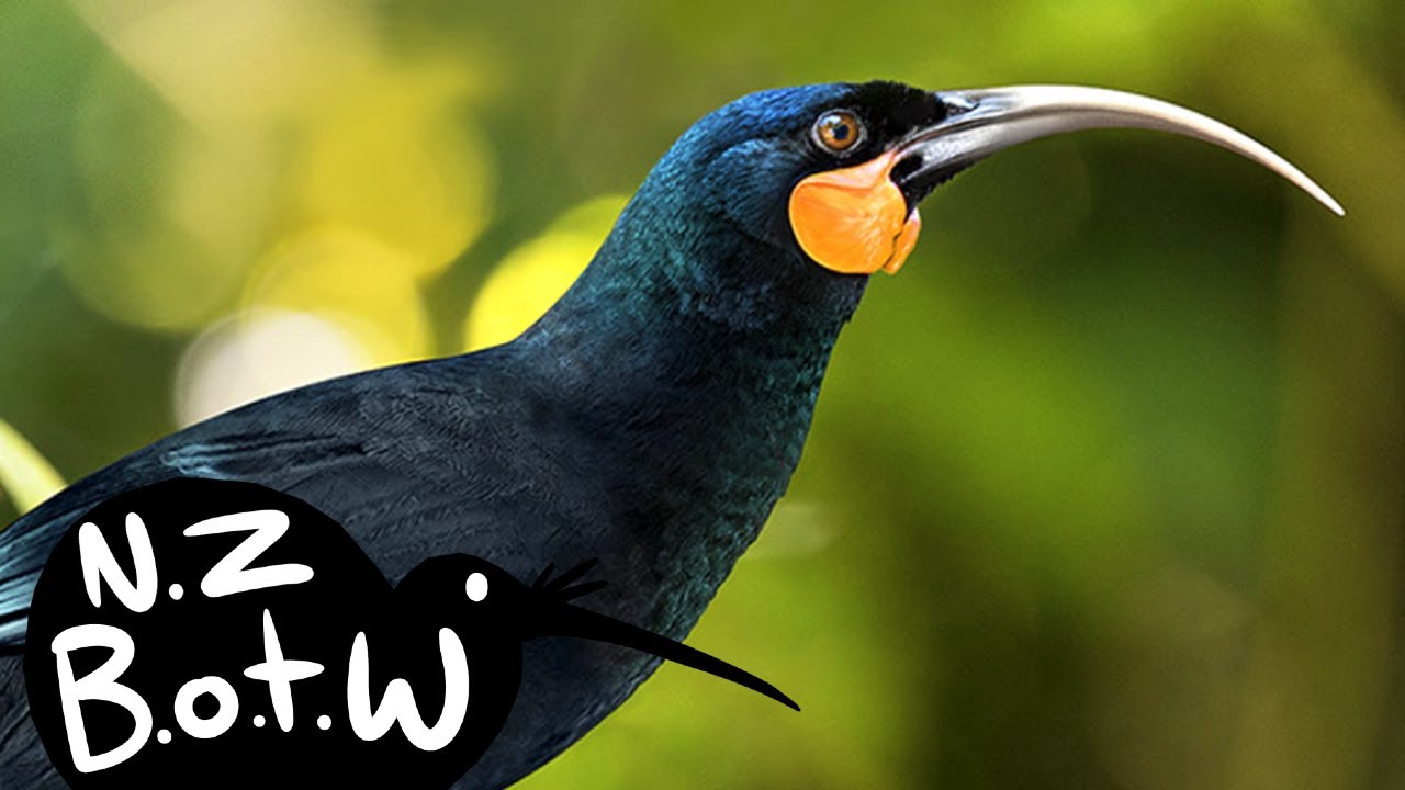 Huia - New Zealand Bird of the Week
