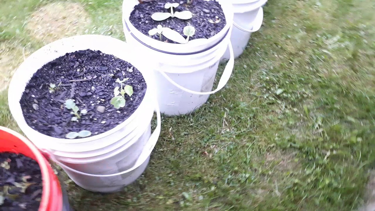 Rambling Worm Chat-Why Worms? Vermiculture, Catching Worms