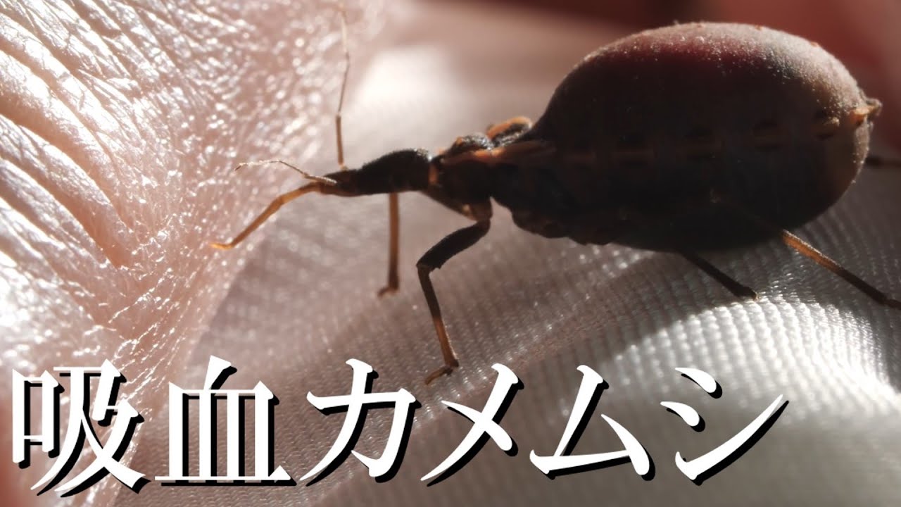 【サシガメ】~恐怖の吸血カメムシ~【シャーガス病】