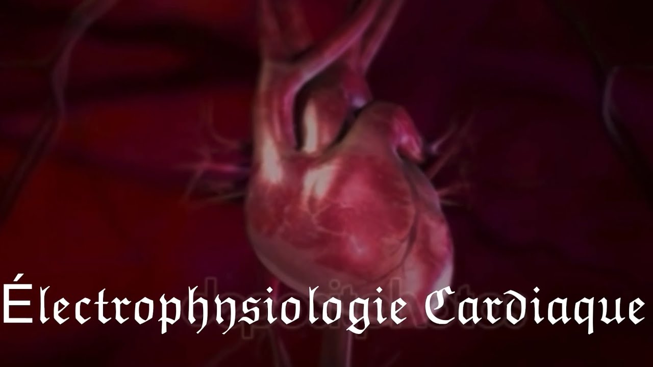 Électrophysiologie cardiaque