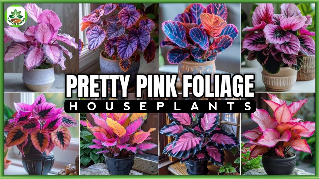 PRETTY PINK FOLIAGE PLANTS