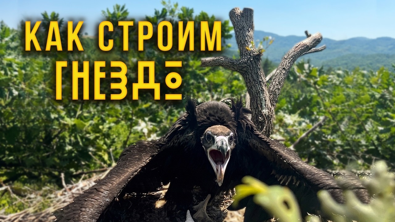 Как Арбористи Строят Гнезда за Черен Лешояд?! (How Arborists Build Nests for the Black Vulture?!)