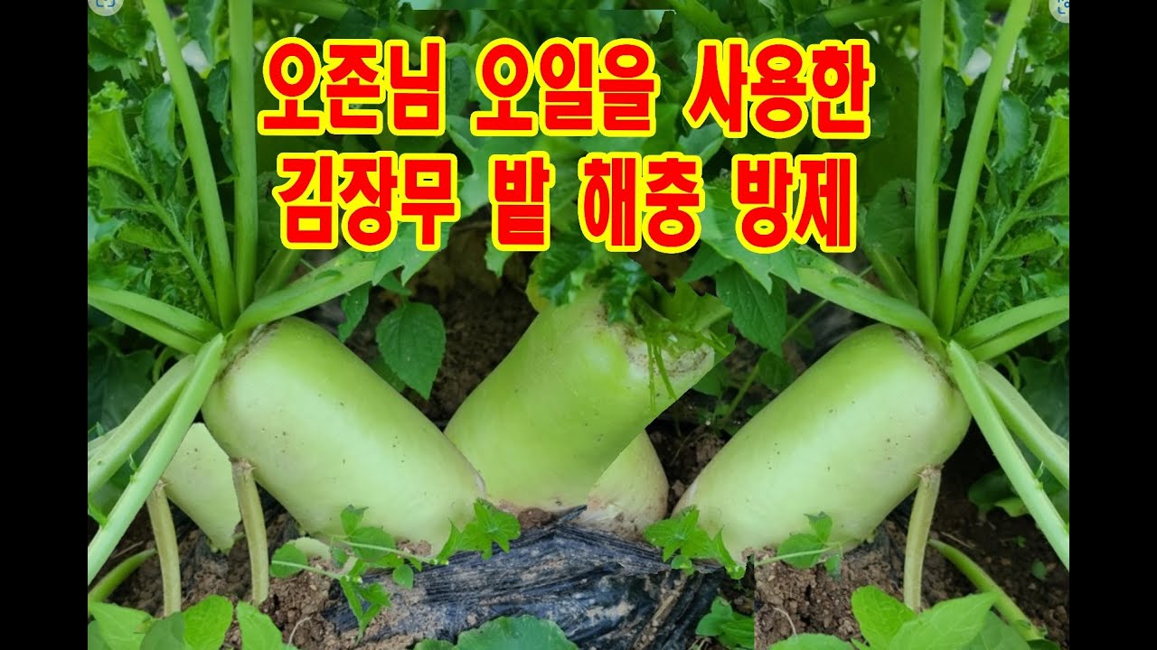김장 무 밭 오존님오일을 사용한 해충방제