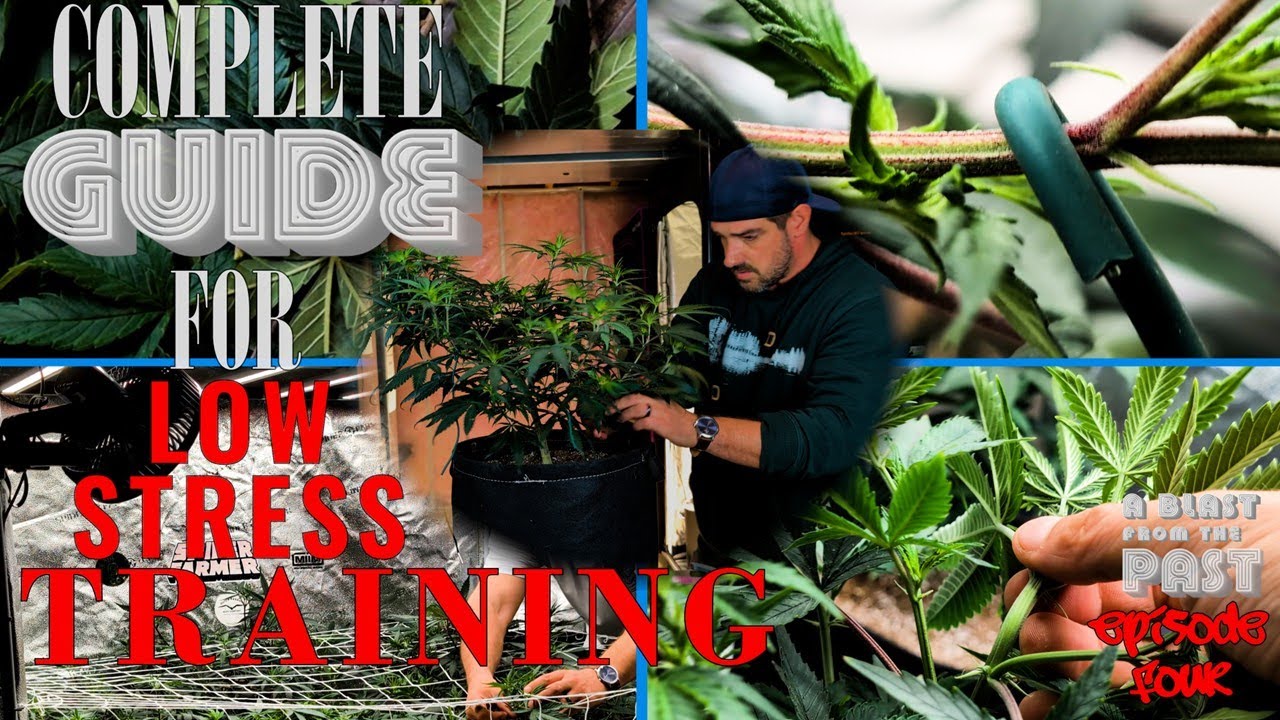 HOW TO LOW STRESS TRAIN CANNABIS PLANTS  ( LST )