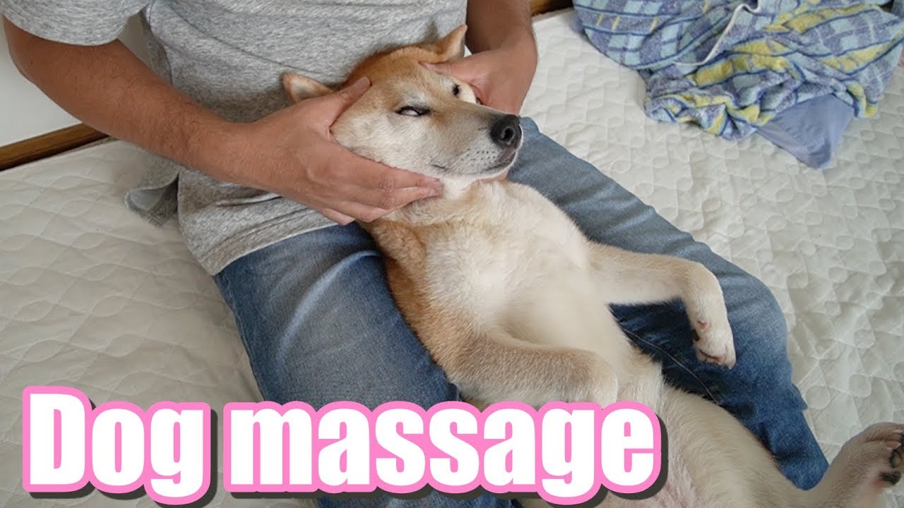 柴犬小春　【昇天】マッサージ中、白目になる度に飼い主の反応が気になる柴犬