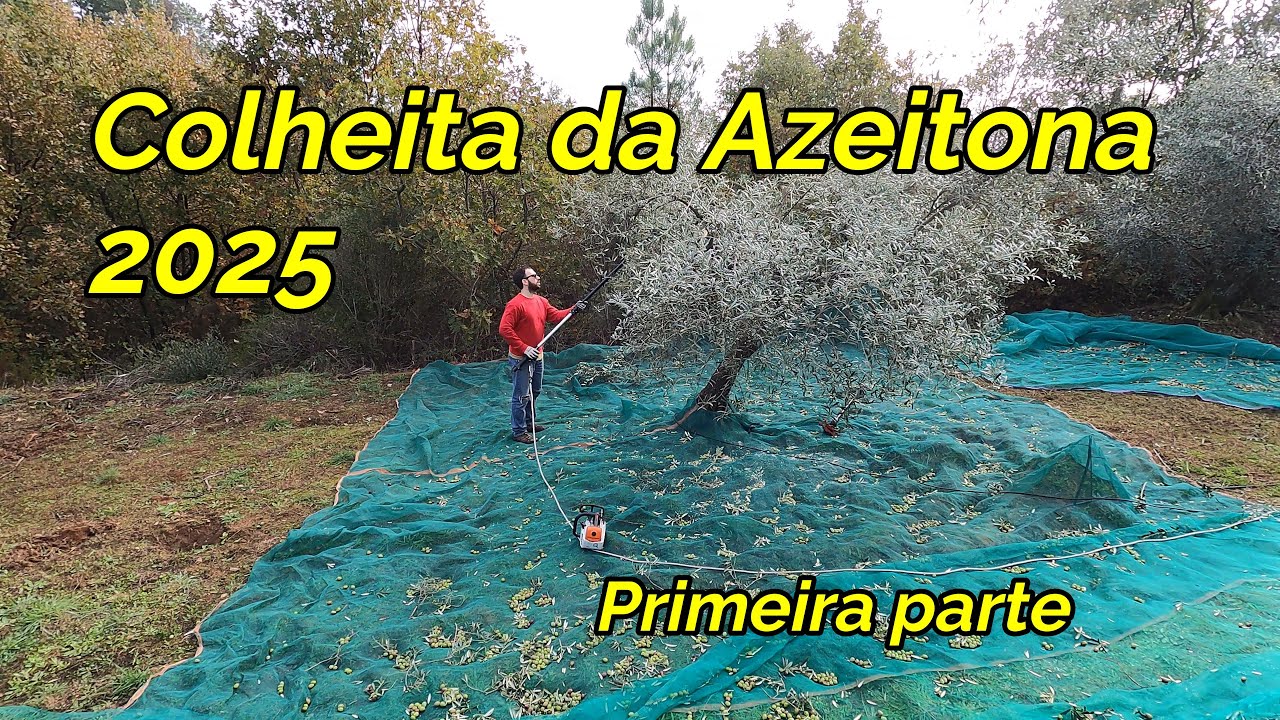 115 Colheita da Azeitona Primeira parte