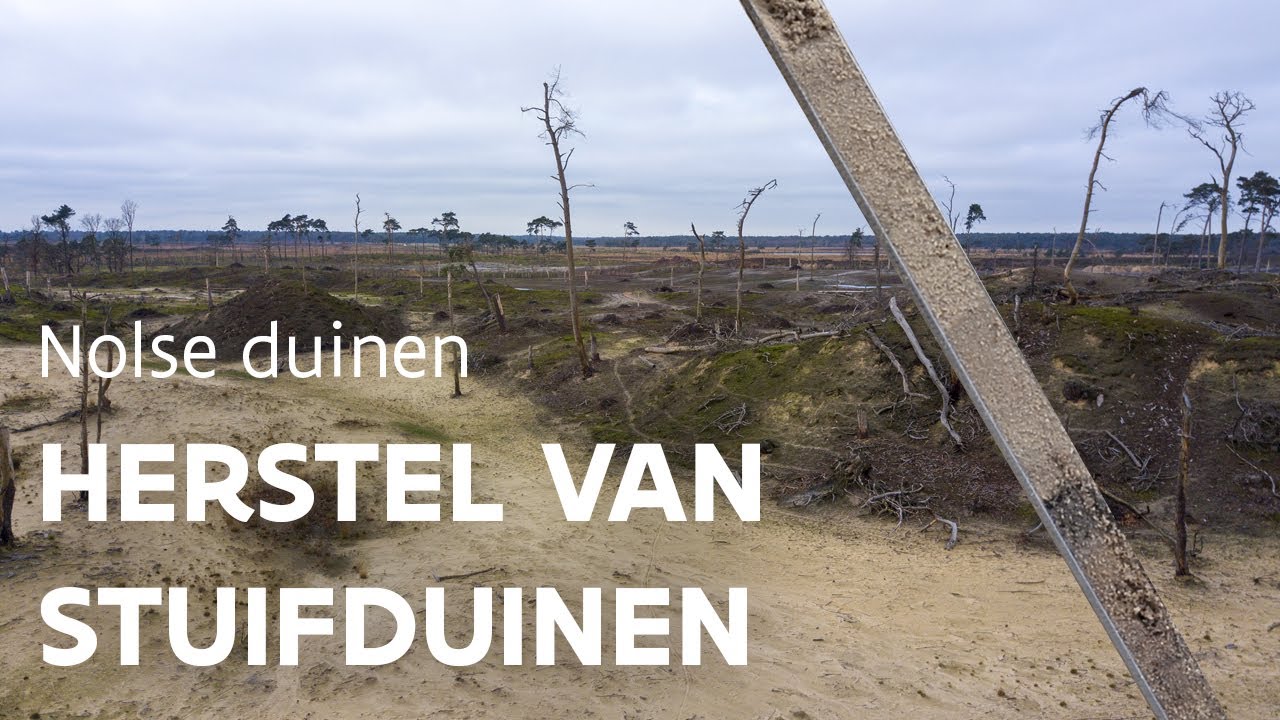 Herstel van stuifduinen in Kalmthout | Natuur en Bos
