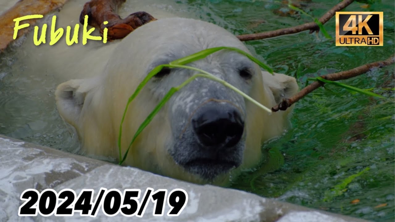 【豪快】プールに飛び込むフブキ９連発！【東山動植物園】2024/05/19 日曜日