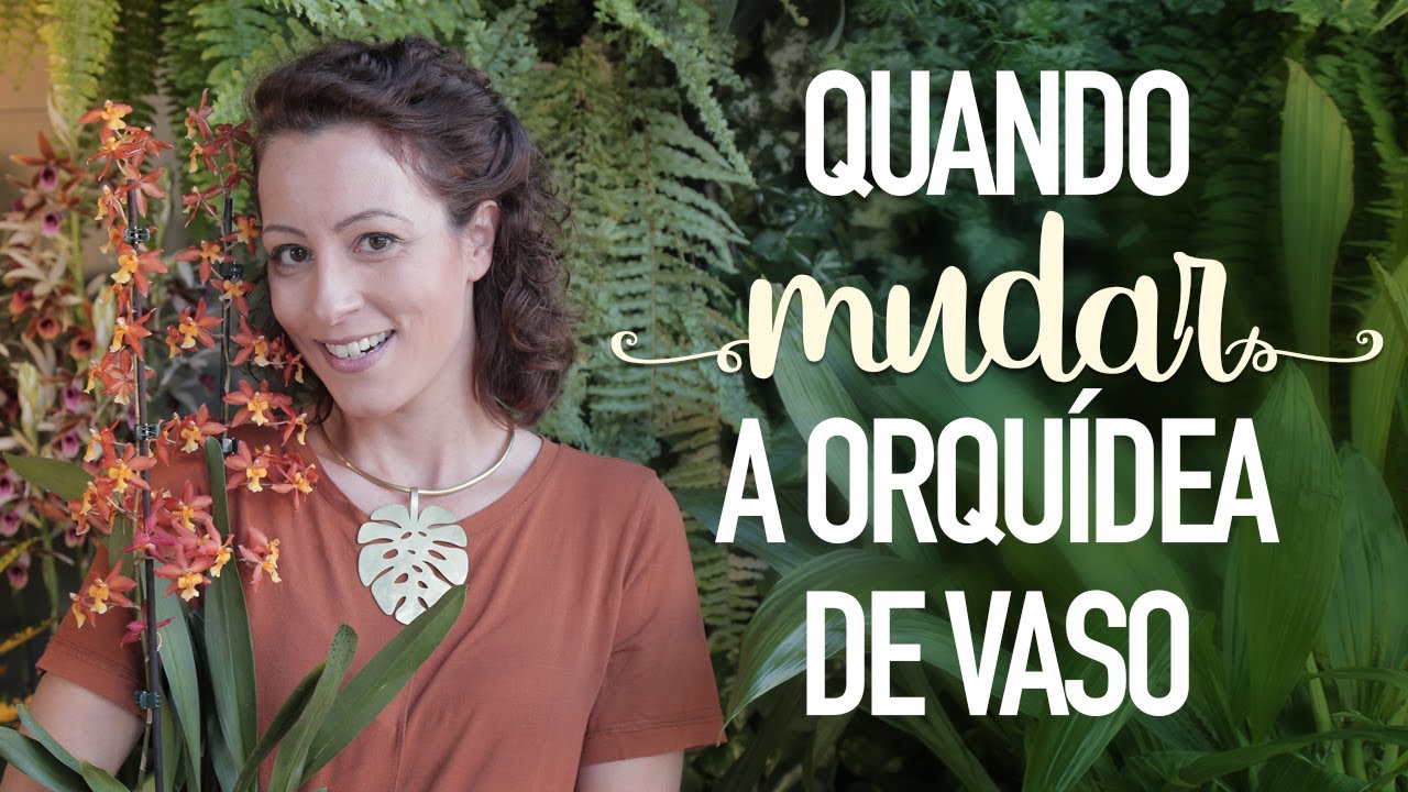 ORQUÍDEAS: quando MUDAR de VASO