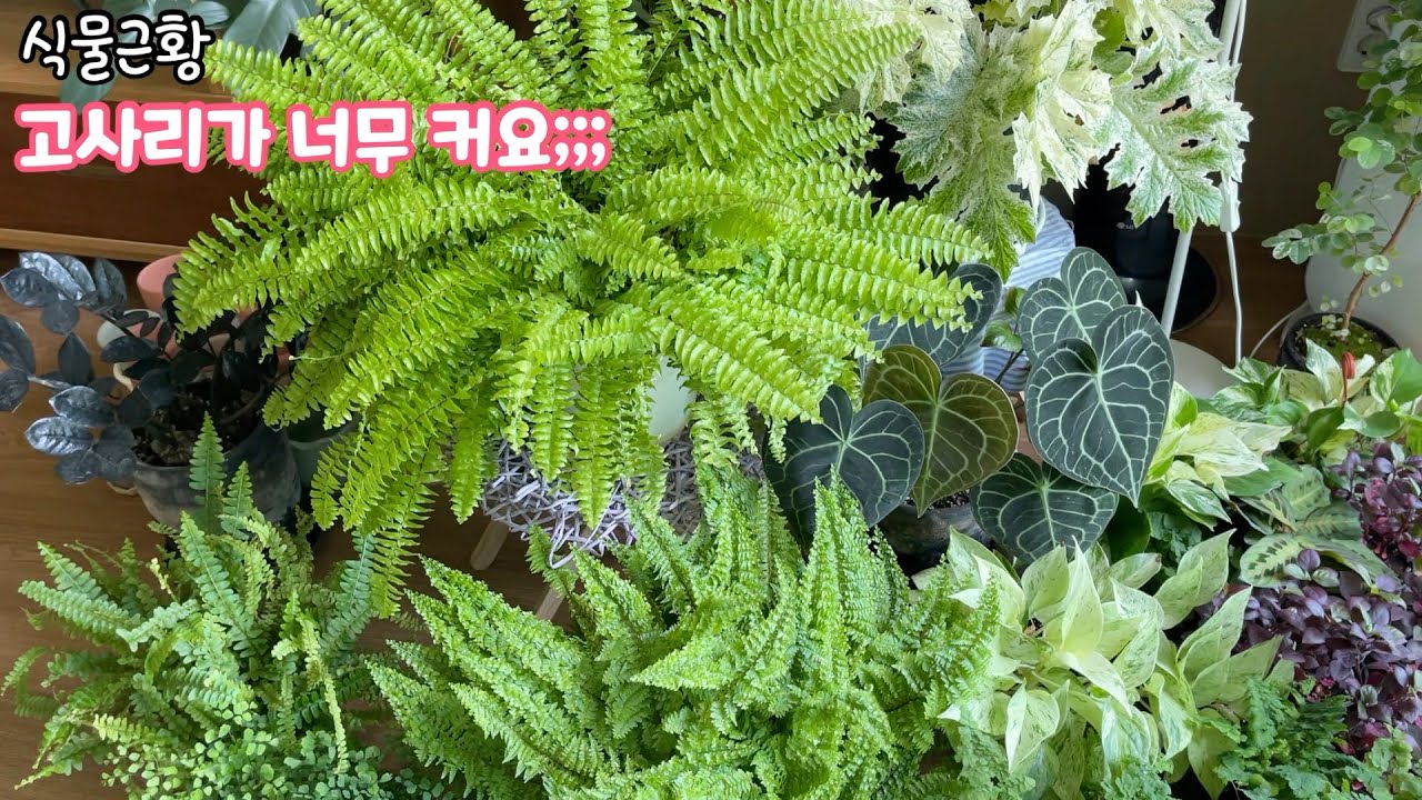 [식물근황] 고사리 키우는 법(보스톤고사리, 아디안텀, 솜사탕고사리) 마란타,  시아데아, 키우기 쉬운 마블퀸 스킨답서스, 칼라디움 화이트크리스마스, 도깨비망초 등