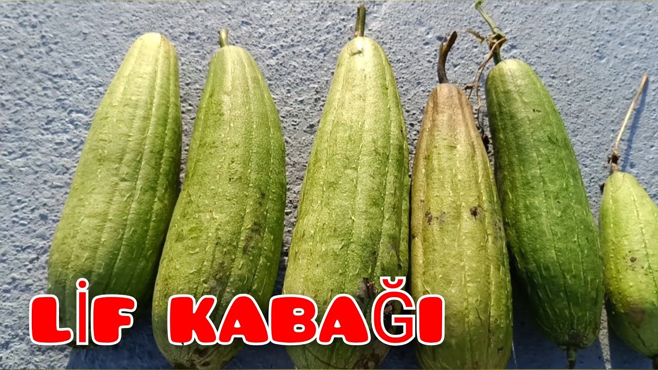🎯Lif Kabağı Nasıl Yetiştirilir |Lif Kabaklarından lifi ne zaman alırız | How to Grow Loofah