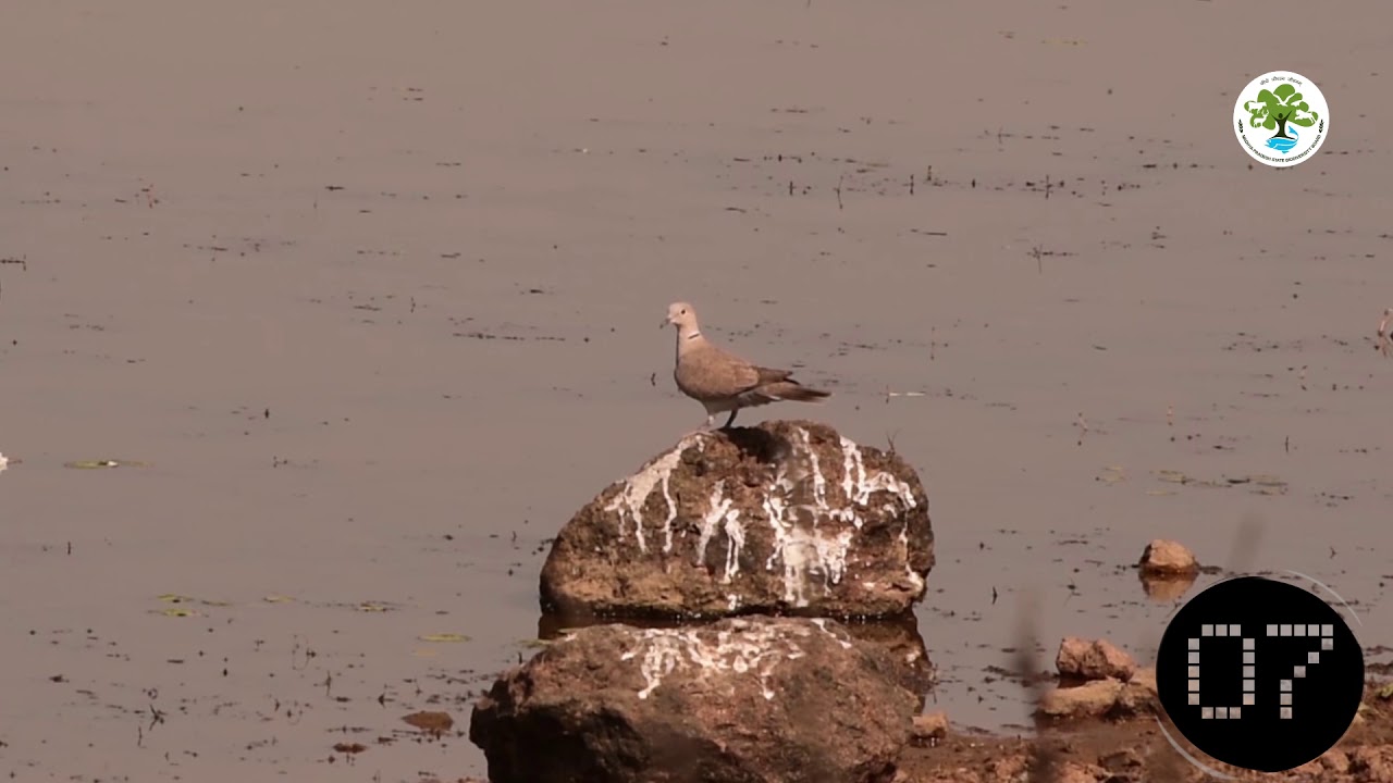 COLLARED DOVE