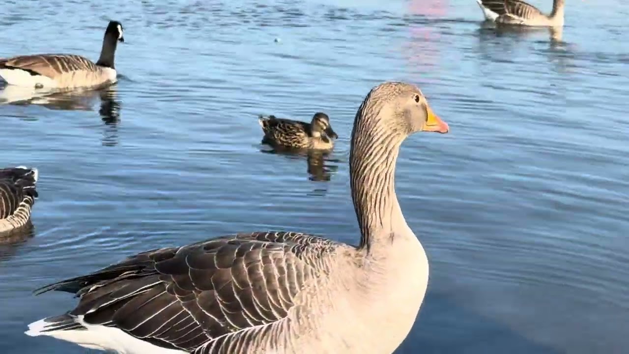 A Good morning prayer from the Ducks at Fairlop.