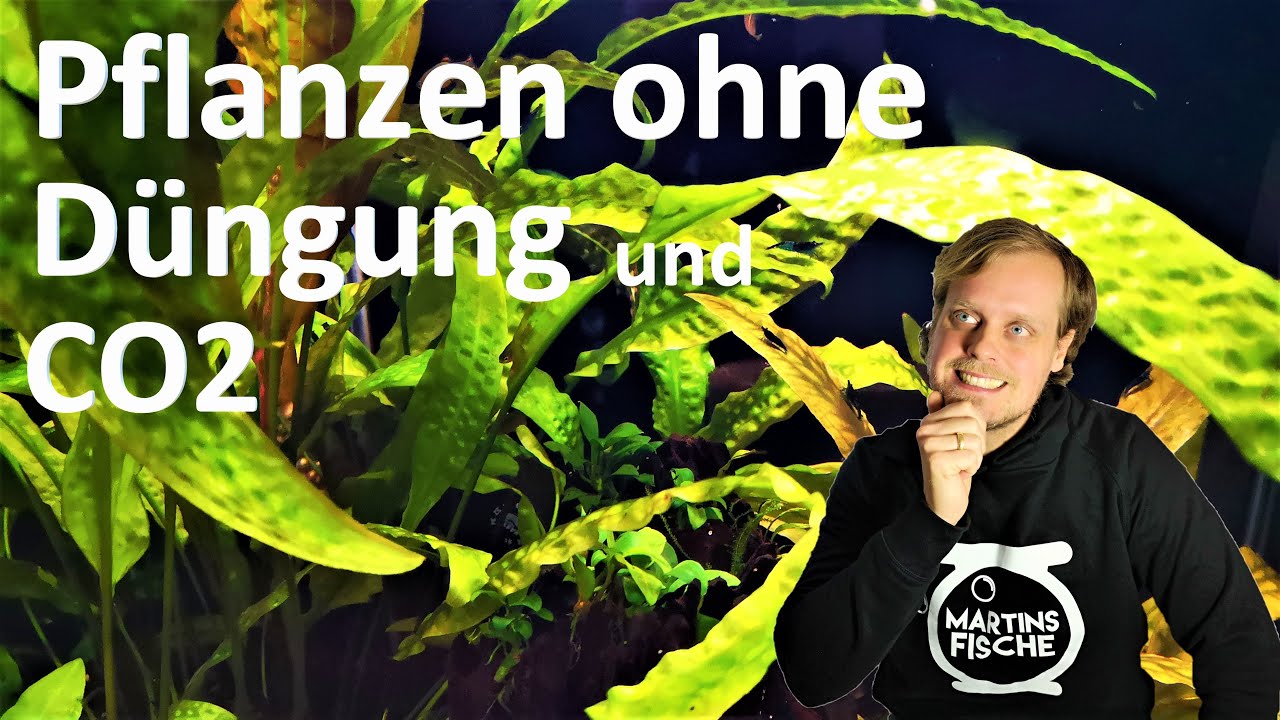 Aquarienpflanzen OHNE DÜNGUNG UND CO2 Zugabe - Welche Pflanzen halte ich?
