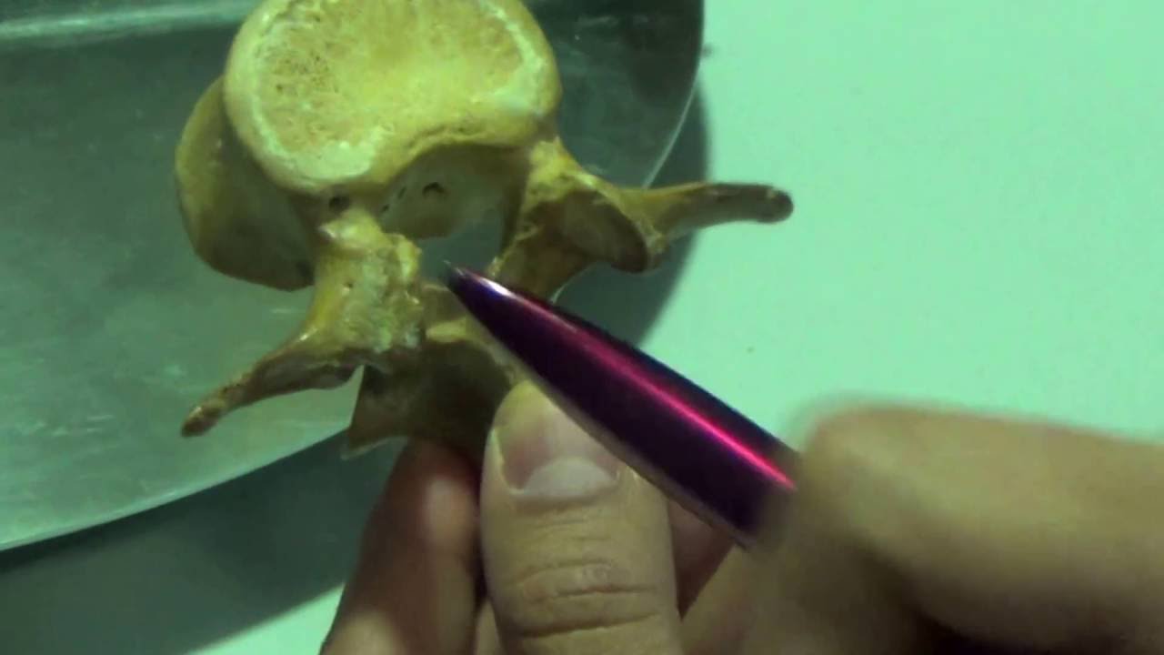 VERTEBRAS Dr. Diego Aldana