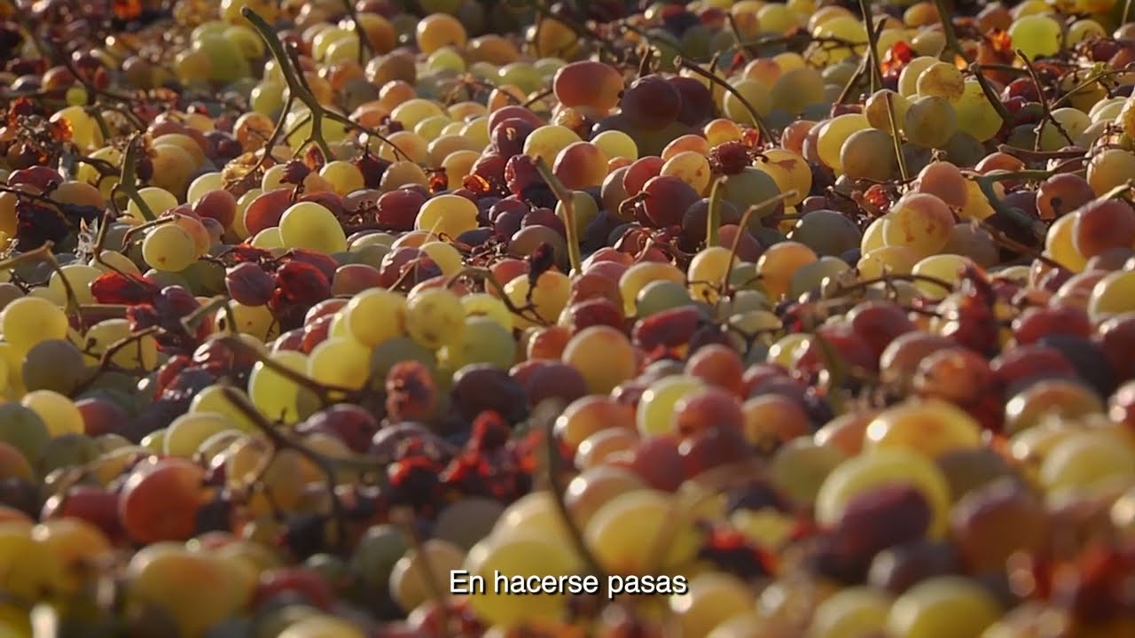 Atlas del Patrimonio Inmaterial de Andalucía - La producción de pasas en la Axarquía (Málaga)