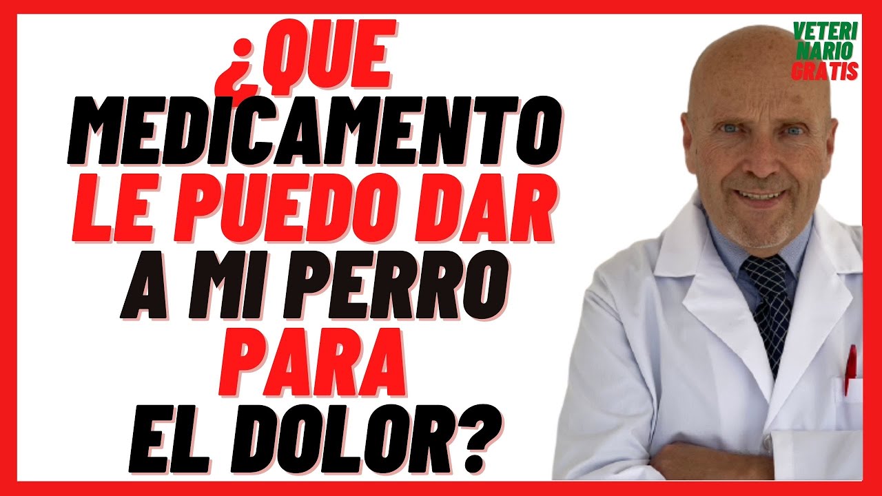 🔴  Que MEDICAMENTO Antiinflamatorio le puedo dar ami PERRO para el DOLOR 🔴 Muscular, de Pata etc..