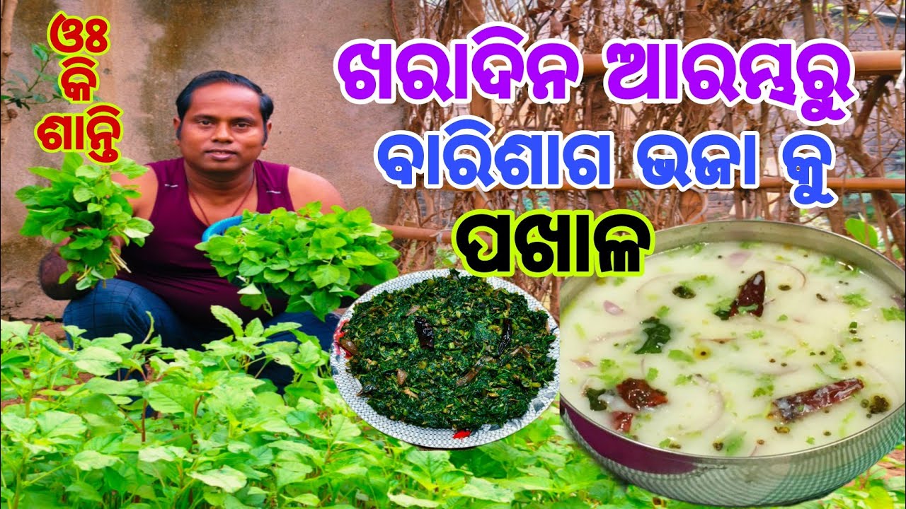 ଖରା ଆରମ୍ଭରୁ ବାରିଶାଗ ଭଜା କୁ ପଖାଳ😋ଓଃ କି ଶାନ୍ତି ଆଜି ଦିନମାନ ଟା  ଶାନ୍ତି ରେ ଗଲା🤤Badi Mix Leutiasaga Bhaja