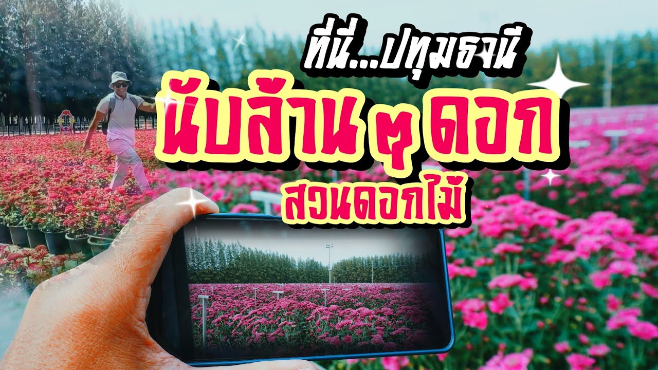 นับล้านๆดอก ที่สวนดอกไม้ทุ่งสวรรค์ตะวันฉาย  จุดเช็คอินส่งท้ายปี  เข้าชมฟรี