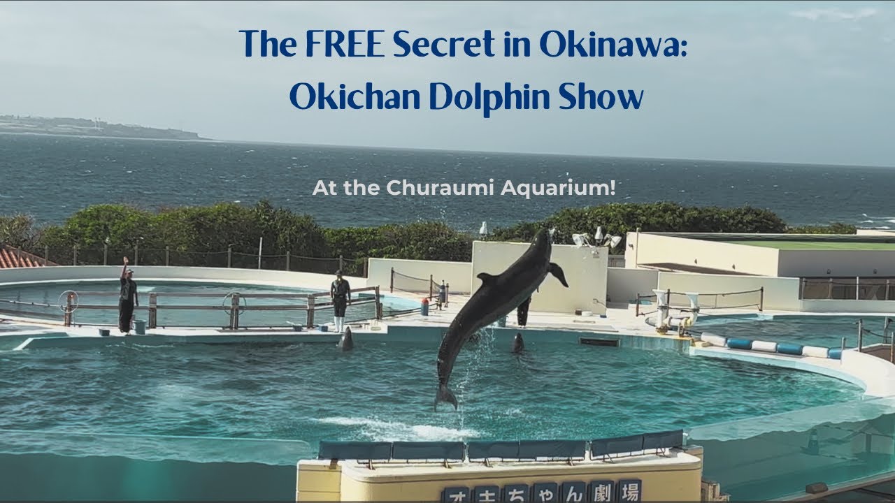 Watch a world-class dolphin show for FREE in Japan 🇯🇵 at the Okichan Theater at Churaumi Aquarium!