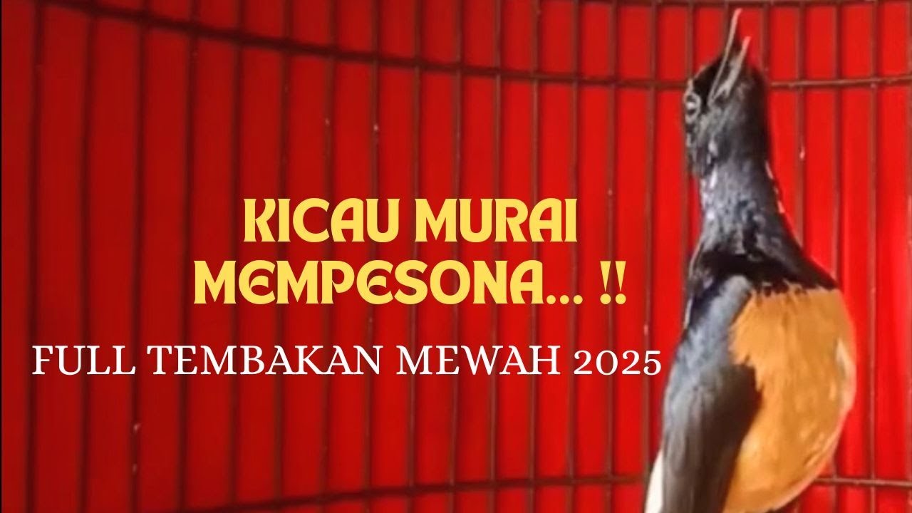 SUARA MURAI FULL TEMBAKAN MEWAH 2025