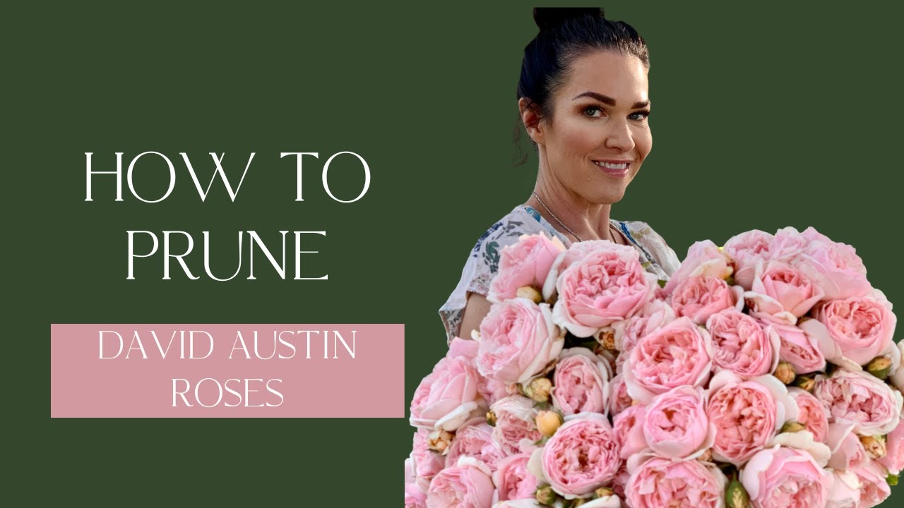 How to Prune David Austin Roses