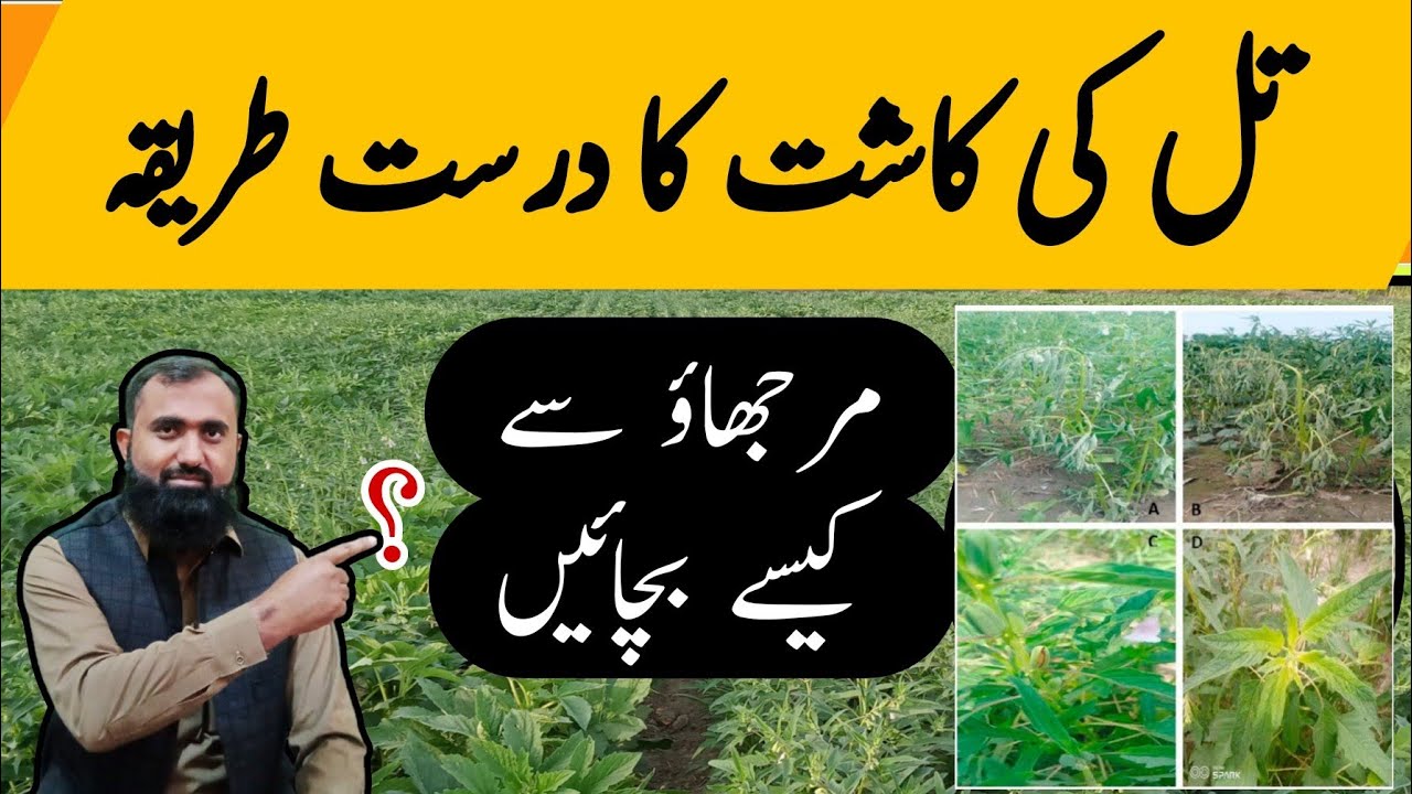 Effective Strategies to Prevent Wilting in Sesame Crop | Bilal Kanju Official