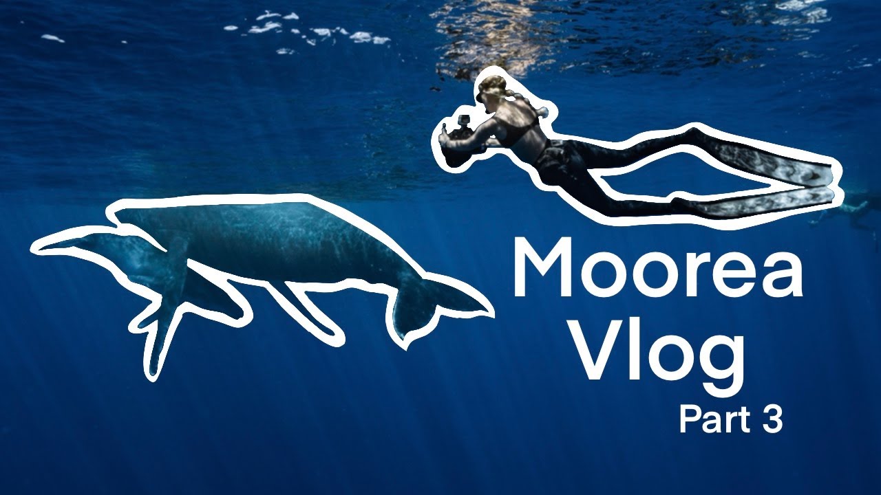 MOOREA VLOG PART 3: Swimming w/ Stingrays and Humpback Whales in French Polynesia! Mom & Baby Whale!
