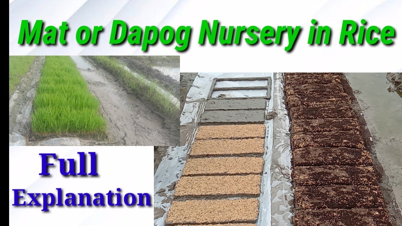 Mat / Dapog Nursery in Rice . Full Explanation in Tamil .