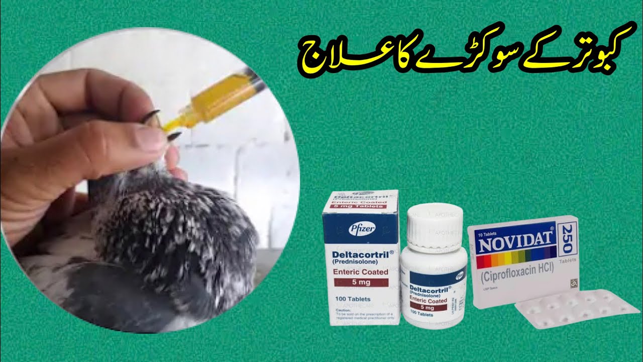 Kabootar K SoKary Ka Ilaj || Sokray Ka Asan Ilaj 100%