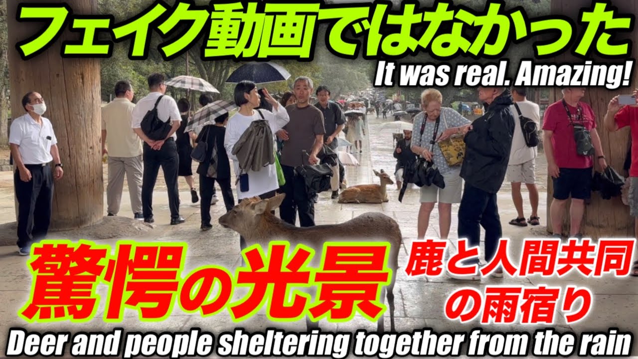 驚愕の光景　鹿と人間共同の雨宿り　フェイク動画では無かった　It was real Deer and people sheltering together from the rain奈良公園鹿