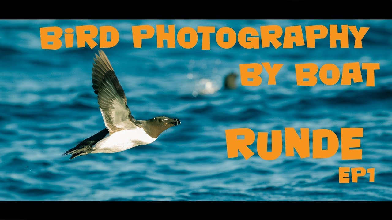 Bird photography by boat at Runde, Norway.