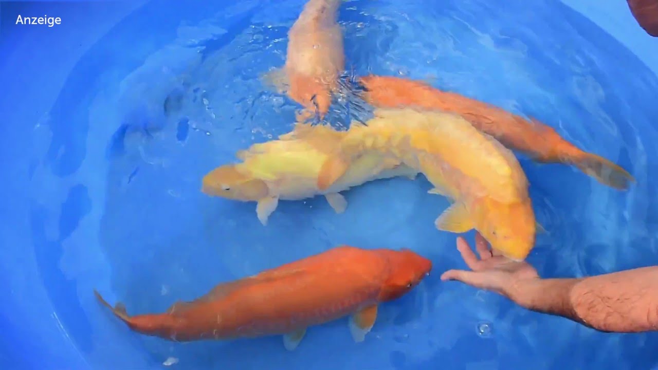 Modern Koi Blog #771 - Karashigoi und Doitsu Karashigoi im Detail erkl&auml;rt
