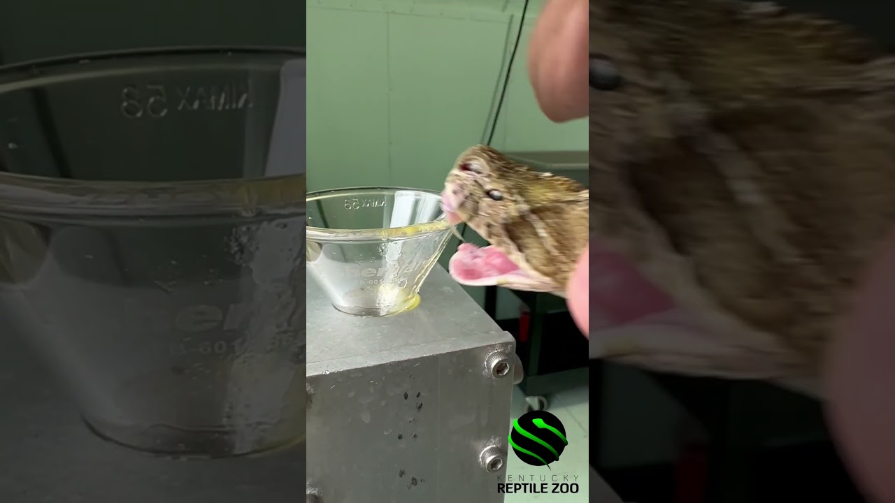 Russell&rsquo;s viper venom extractions. #venomouscreatures #snake #kyreptilezoo