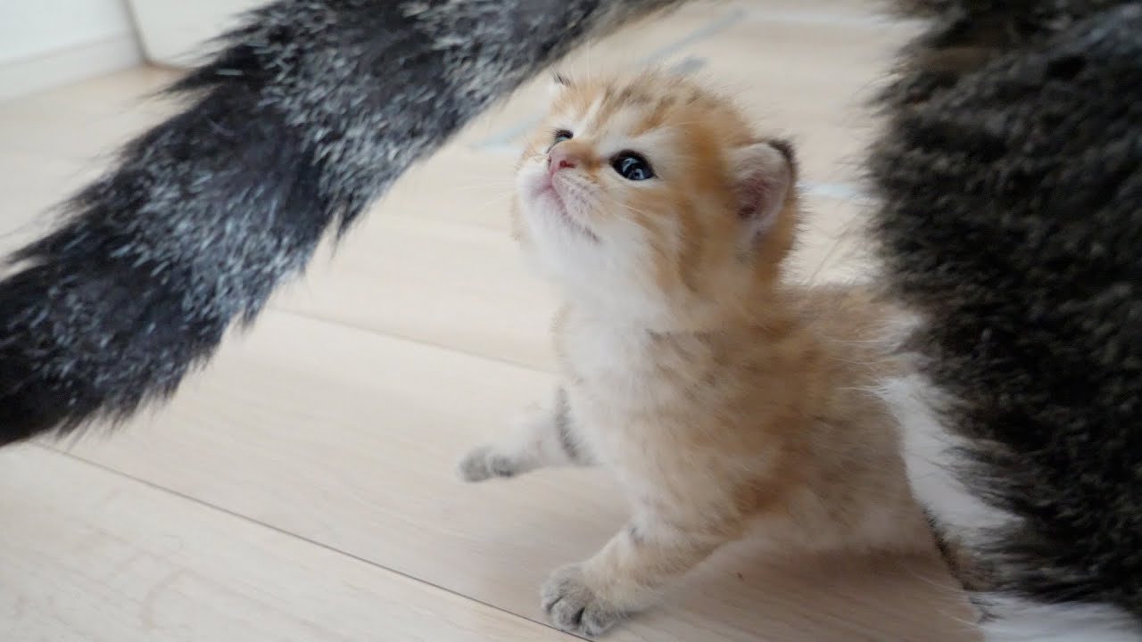 Kitten Chai loves grandfather cat's tail and owner's lap