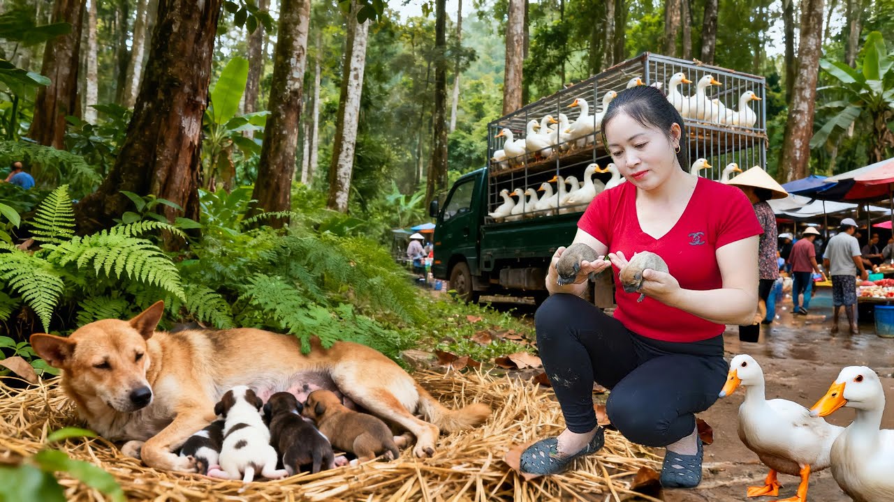 Harvesting 100+ Ducks at Tieu Van Farm | Truck Transport Go to Market & Caring for Newborn Puppies