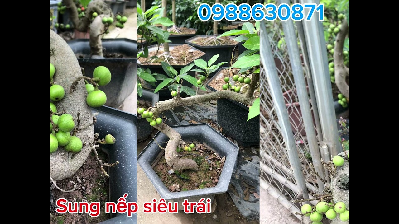 Cây sung nếp siêu trái bonsai hàng đẹp cho các bác chơi
