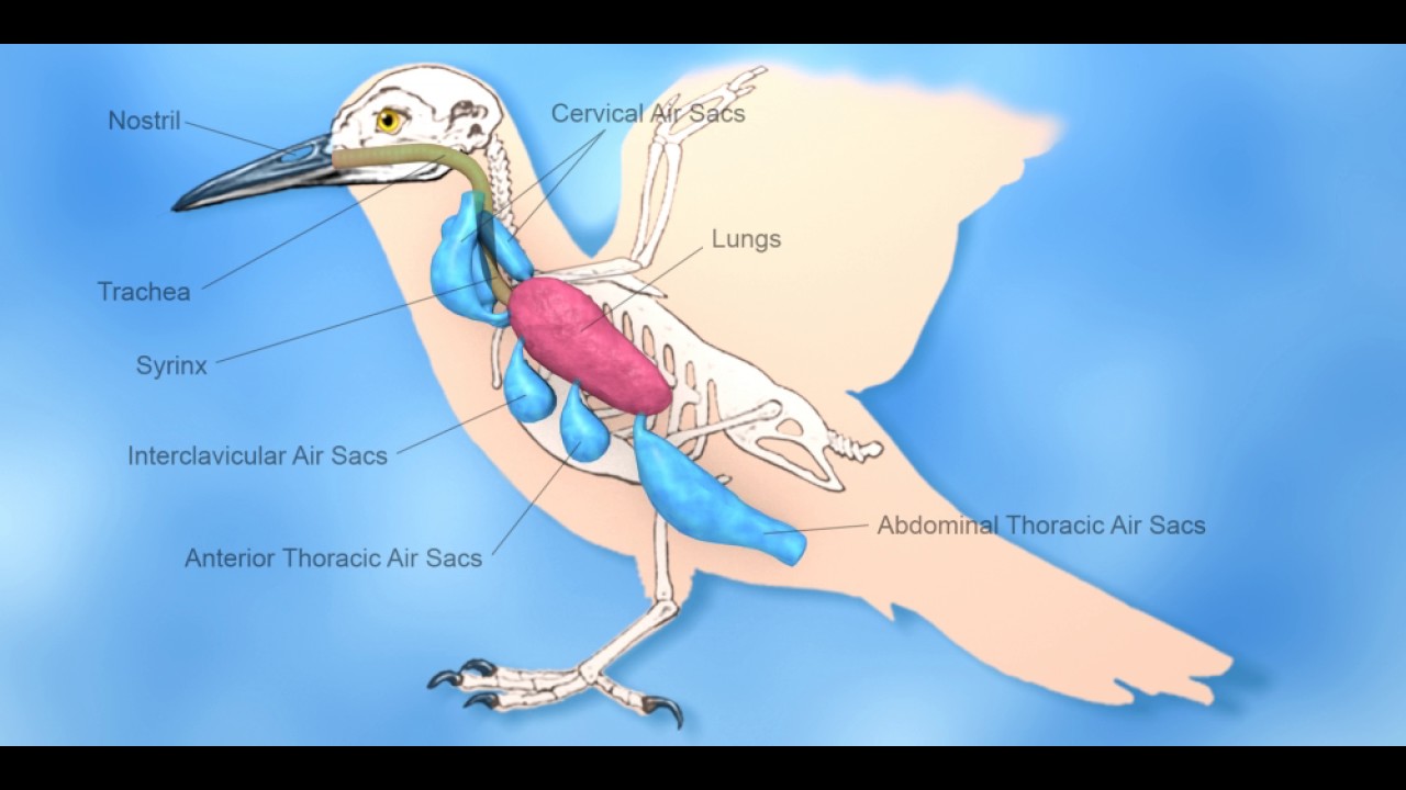 Bird Respiratory