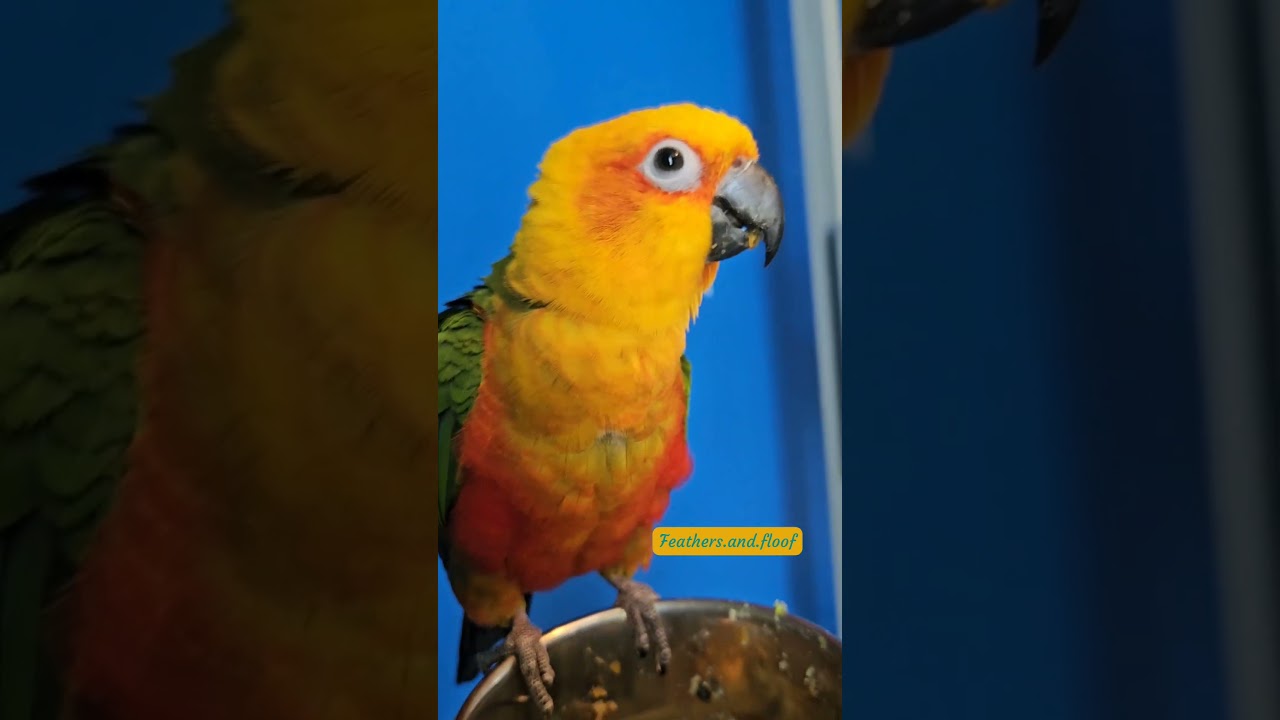 Little Troublemaker Bird #cutebirdie #birds #parrot #cute #conure #sunconure #jenday #sundayconure