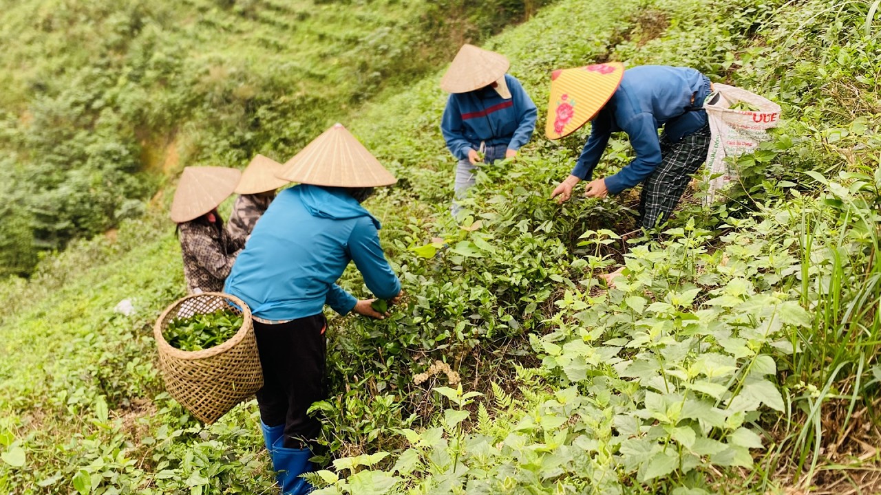 Process of Making Traditional Vietnamese Tea: Hand-picking and wood-fired cooking