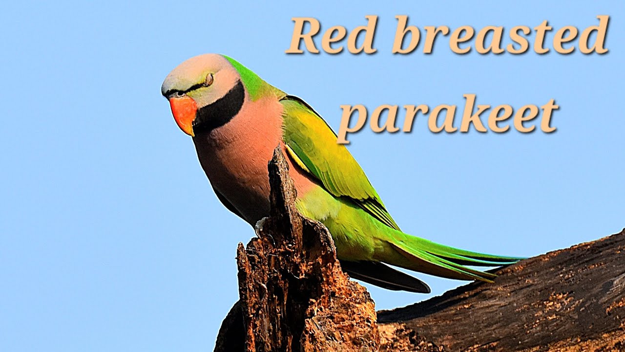 wildlifebirds #cutebirds #nature #colourfulbirds #red breasted parakeet #Orginal sound.