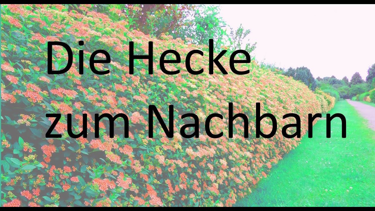 Die Hecke zum Nachbarn - von Herbert Herrmann HHImmobilien