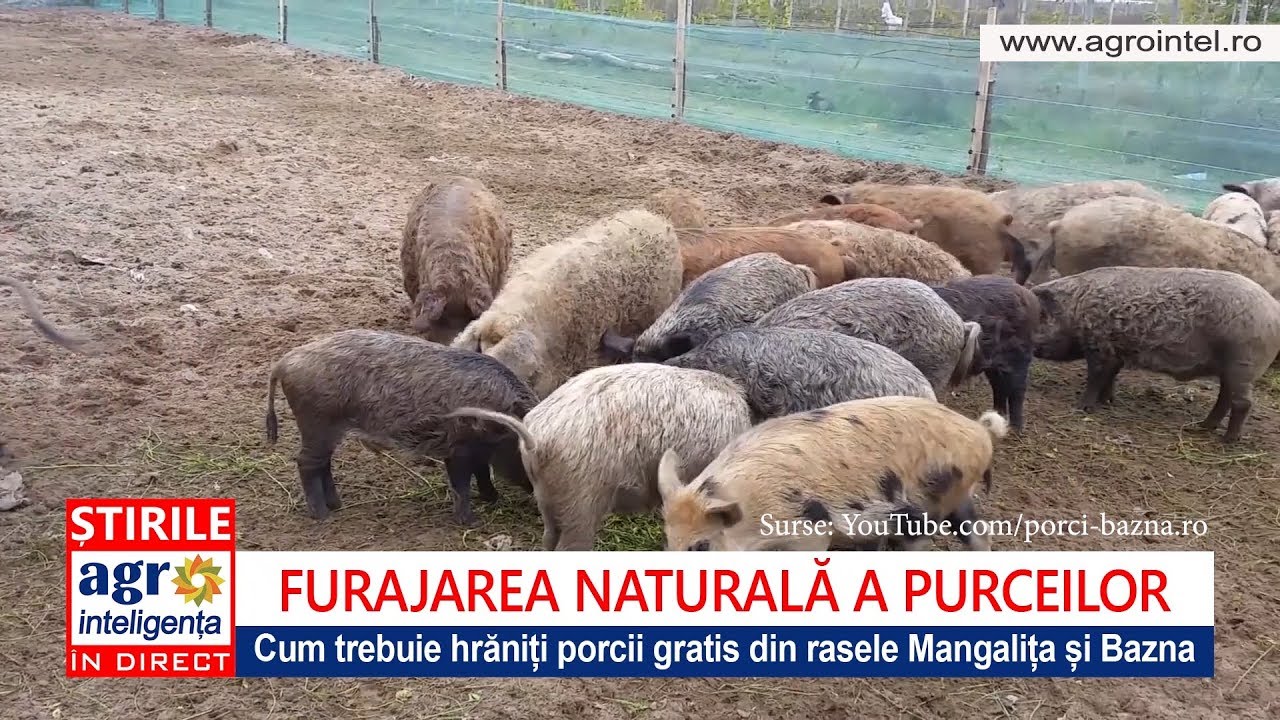 Reguli pentru hrănirea porcilor Mangalița și Bazna