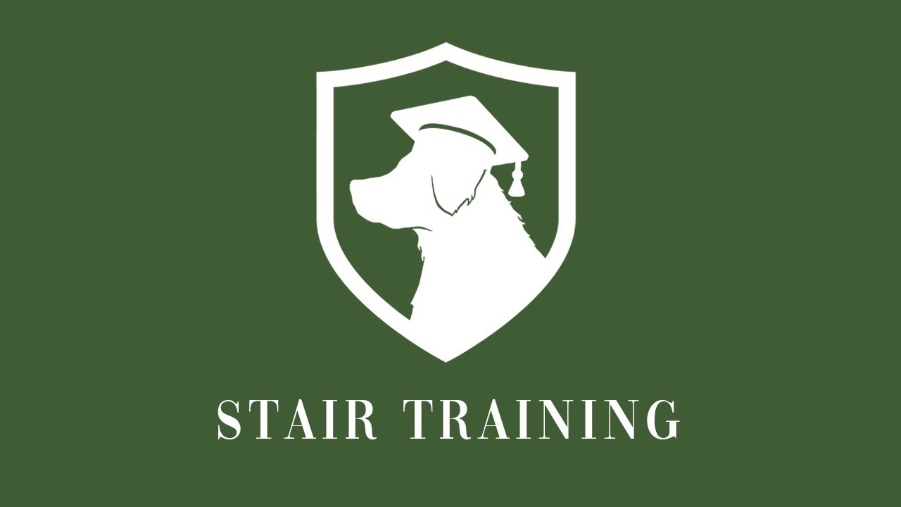 How to Stair Train Your Puppy