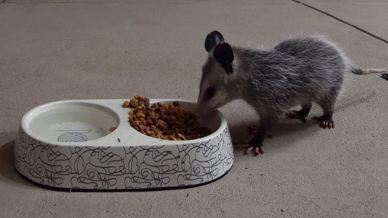 Little Nugget Tries Dog Food