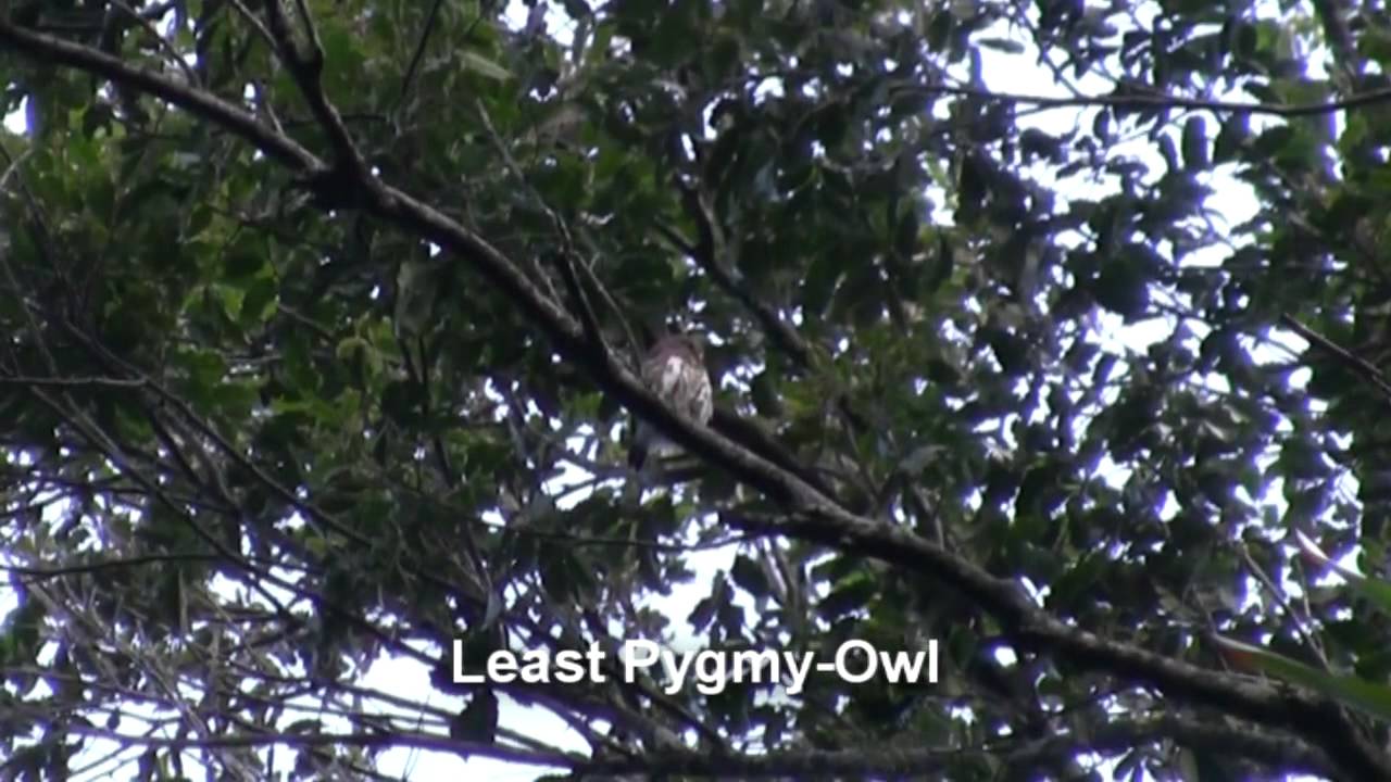 Birds of Brazil - Raptors, Owls