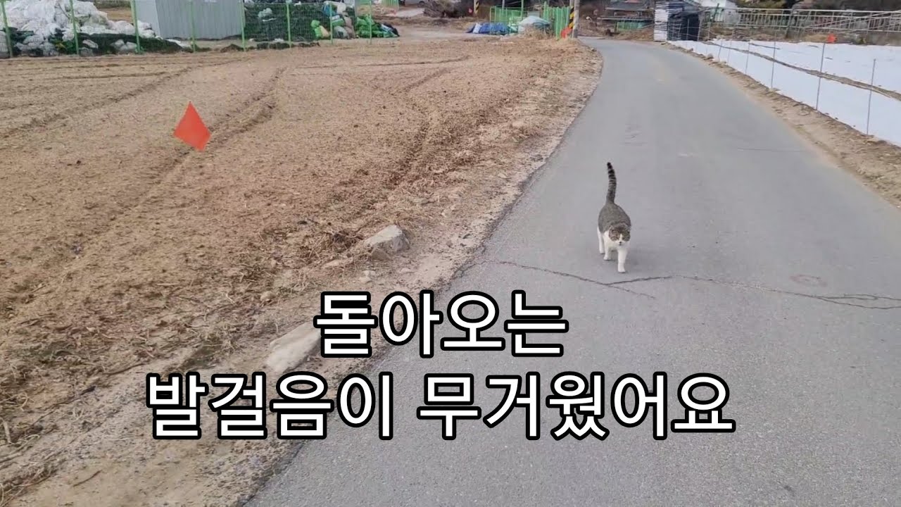 고추밭 냥이, 혼자가 아니어서 다행이었지만