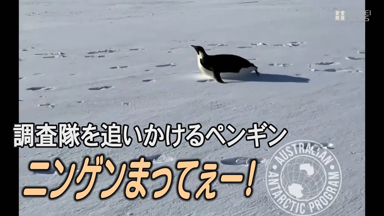 ニンゲン待ってよー！　腹ですべって調査隊についてくるペンギン