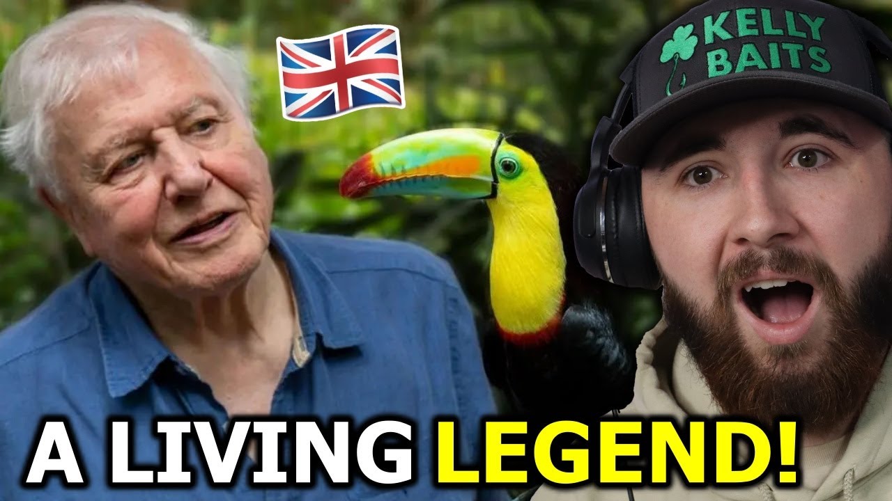 American Reacts to David Attenborough for the First Time! *his best moments*